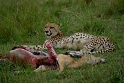 A cheetah with impala kill