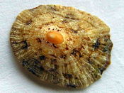 Limpet shell