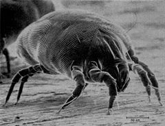House dust mite, Dermatophagoides pteronyssinus