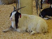Angora goat