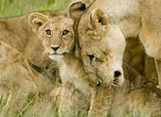 Head rubbing and licking are common social behaviors within a pride