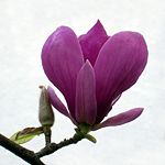 Flower of a magnolia tree