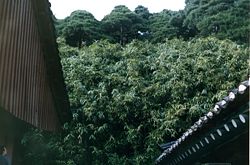 Yangban's roof