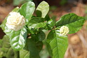 A double-flowered cultivar of Jasminum sambac in flower with an unopened bud. The flower smells exactly like the tea as it opens.