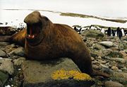 Southern elephant seal, the largest carnivore