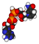 A space-filling model of NADH