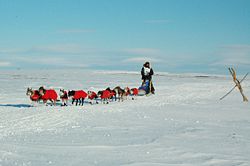 Musher Robert Sorlie near the Nome finish of the Iditarod.
