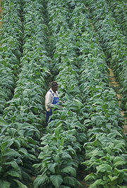 Tobacco plantation