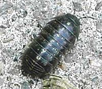 Armadillidium vulgare, an isopod.