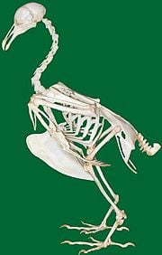 Albatross Skeleton