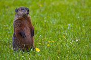 Groundhog (Marmota monax), on watch for predators
