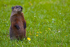 A nearly-motionless individual, alert to danger, will whistle when alarmed to warn other groundhogs.