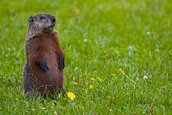 A groundhog seen in Minneapolis, along the banks of the Mississippi River.