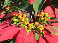 The leaves of Poinsettia have evolved a red pigmentation in order to attract insects and birds to the central flowers, an adaptive function normally served by petals.
