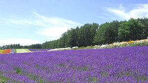 A lavender farm