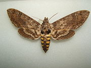 Female Manduca sexta