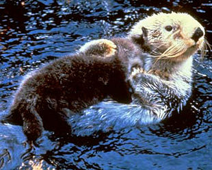 The endangered sea otter