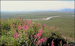 Tundra coastal vegetation in Alaska, during the summer