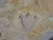 A fossilized dinosaur footprint at Clayton Lake State Park, New Mexico.
