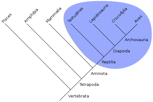 Image:Monophyletic.svg