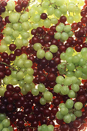 Ripe table grapes ready to be eaten
