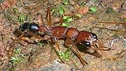 Jerdon's jumping ant, Harpegnathos saltator
