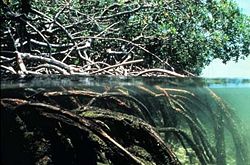 Aerating roots of a mangrove