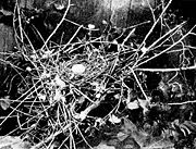 Nest and egg of a passenger pigeon.