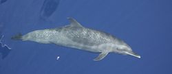 Spotted dolphin