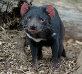 A young Tasmanian Devil.