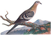 Female passenger pigeon