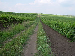 Most of the vineyards in Moldova are located on south facing slopes.