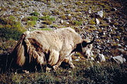 White yak