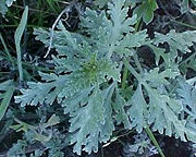 Silver Burr RagweedAmbrosia chamissonis