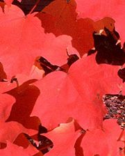 Sugar Maple (Acer saccharum) leaves in fall