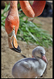 Flamingo and offspring.