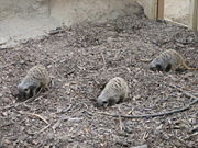 Meerkats showing foraging behavior at the Adelaide Zoo.