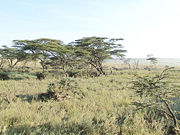 Nairobi National Park is a tropical savanna.