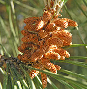 Stone Pine (Pinus pinea): male cones
