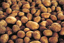 Russet-Burbank potatoes