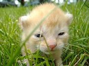 A kitten which has opened his eyes for the first time.
