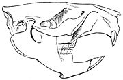 A beaver skull.