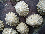 Common limpets in Pembrokeshire, Wales.