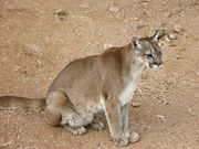 Although cougars resemble the domestic cat, they are about the same size as an adult human.
