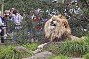 Lion at Melbourne Zoo enjoying an elevated grassy area with some tree shelter
