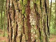 Bark of a Pine tree in Tecpan, Guatemala.