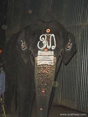 Aum symbol found on a Temple elephant's forehead