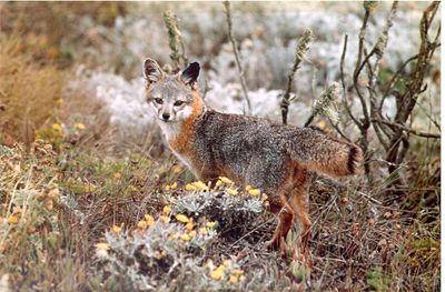 The endangered Island Fox