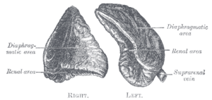 Gray's Anatomy Fig. 1184 – Suprarenal glands viewed from behind