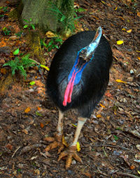 Southern cassowary